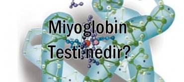 Miyoglobin testi nedir?